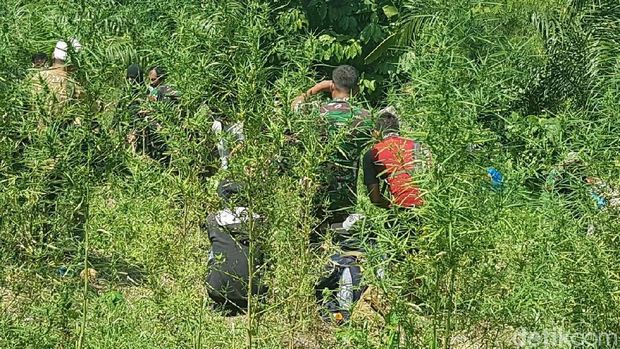 20 Hektare Ladang Ganja Ditemukan di Aceh Utara, Pemiliknya Kabur