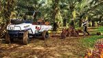 Lincahnya Mobil Ndeso Melintas di Kebun Sawit