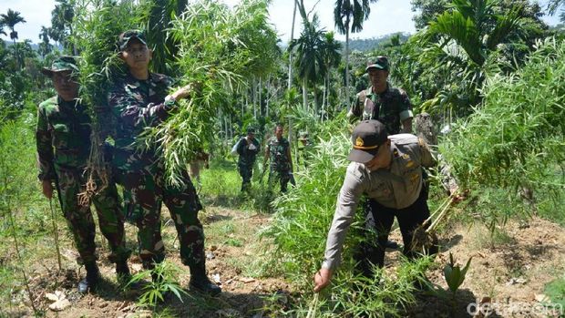 20 Hektare Ladang Ganja Ditemukan di Aceh Utara, Pemiliknya Kabur