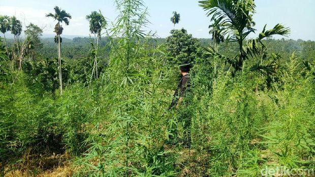 20 Hektare Ladang Ganja Ditemukan di Aceh Utara, Pemiliknya Kabur