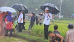 Gaya Jokowi Cek Program Padat Karya Tunai di Musim Hujan