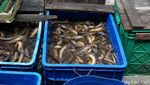 Foto: Makanan-makanan Tidak Biasa di Glodok, Berani Coba?