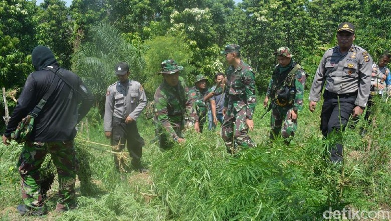 20 Hektare Ladang Ganja Ditemukan di Aceh Utara, Pemiliknya Kabur 20 Hektare Ladang Ganja Ditemukan di Aceh Utara, Pemiliknya Kabur