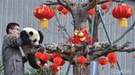 Gemas! Saat Anak Panda Raksasa Rayakan Imlek