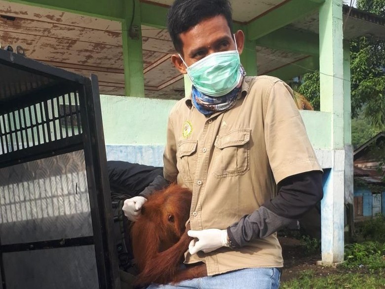 Stres, 1 Orang Utan di Aceh Dievakuasi ke Pusat Rehabilitasi Stres, 1 Orang Utan di Aceh Dievakuasi ke Pusat Rehabilitasi