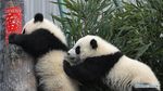 Gemas! Saat Anak Panda Raksasa Rayakan Imlek