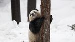 Foto: 2 Panda Menggemaskan Kado China untuk Finlandia