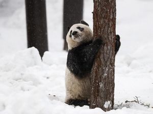 Foto: 2 Panda Menggemaskan Kado China untuk Finlandia