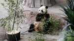 Foto: 2 Panda Menggemaskan Kado China untuk Finlandia