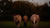 Di wilayah ini mereka hanya menggunakan lembu untuk membawa jerami-jerami. (Stephane Mahe/Reuters)