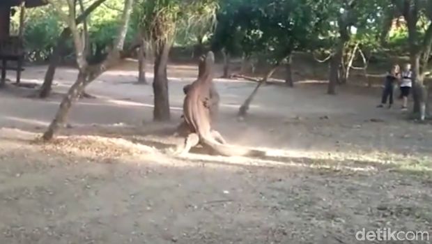 Ngeri dan Langka: Turis Lihat Pertarungan Komodo