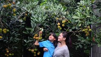 Kalau ini pose Echa dan Ulla sedang metik rambutan. Istri Otto Satria Jauhari ini menulis, Seneng deh pohon rambutan di rumah lagi berbuah. Manis pula! Pulang sekolah ada yang ngga sabar mau langsung petik untuk cemilan sore. Foto: Instagram @ersamayori