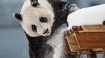Foto: 2 Panda Menggemaskan Kado China untuk Finlandia