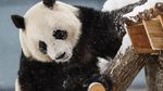 Foto: 2 Panda Menggemaskan Kado China untuk Finlandia