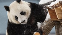 Lumi dan Hua Bao menjadi kado dari China di hari ulang tahun ke-100 Finlandia, Desember 2017 lalu. (Foto: Dok. Lehtikuva/Roni Rekomaa via REUTERS)