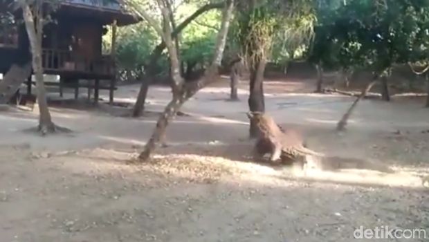 Ngeri dan Langka: Turis Lihat Pertarungan Komodo