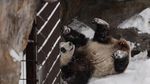 Foto: 2 Panda Menggemaskan Kado China untuk Finlandia