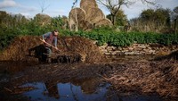 Petani di wilayah ini sebagian besar masih mengelola sawah mereka dengan cara manual. (Stephane Mahe/Reuters)