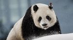 Foto: 2 Panda Menggemaskan Kado China untuk Finlandia