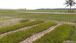 Penampakan 1.400 Hektar Sawah Kering di Aceh