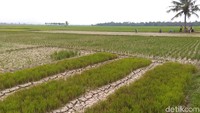 Jika hujan tidak turun, maka tanaman padi pada 1.400 hektar sawah itu menguning dan nyaris mati. Akibatnya, para petani merugi jutaan rupiah dalam sekali masa tanam.