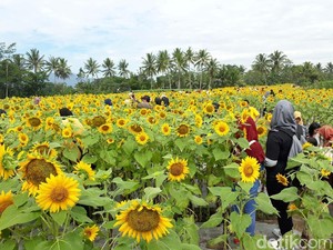 Spot Selfie Taman Bunga Matahari Ini Ada di Magelang