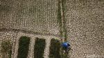 Penampakan 1.400 Hektar Sawah Kering di Aceh