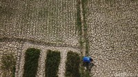 Salah satu penampakan sawah yang mengalami kekeringan di Kecamatan Pirak Timu, Aceh Utara.
