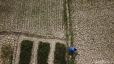 Penampakan 1.400 Hektar Sawah Kering di Aceh
