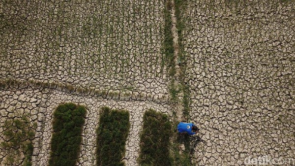 Penampakan 1.400 Hektar Sawah Kering di Aceh