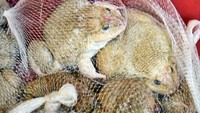 Katak atau kodok ya? Hewan amfibi yang berukuran besar ini ternyata dijual juga di pasar ini. Ini karena kodok sering diolah jadi sajian lezat di Thailand. Foto: Istimewa
