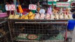 Menjelajah di Pasar Segar Klong Toey Bangkok, Ada Kepiting hingga Kodok Hidup