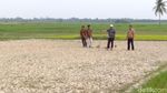 Penampakan 1.400 Hektar Sawah Kering di Aceh