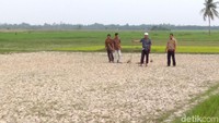 Pemerintah Aceh harus membantu secepatnya, agar para petani bisa bersawah dan mendapatkan hasil yang maksimal untuk menambah perekonomiannya.