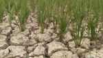 Penampakan 1.400 Hektar Sawah Kering di Aceh
