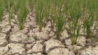 Kepala Desa Matang Keh, Pirak Timu, Ismail kepada detikFinance, Minggu (18/2/2018), menjelaskan, di Pirak Timu ada sekitar 1.600 hektar sawah di mana 1.400 hektarnya mengandalkan air hujan sementara 200 hektar lainnya dialiri air melalui mesin pompa.