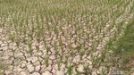 Penampakan 1.400 Hektar Sawah Kering di Aceh