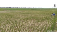 Sawah di kecamatan itu mengering lantaran hujan selama sebulan terakhir tidak turun. Soalnya, persawahannya tidak ada aliran irigasi dan mengandalkan air hujan serta mesin pompa.
