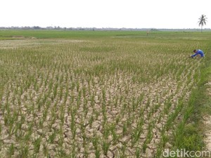 6 Ribu Hektare Sawah di Aceh Kekeringan, Petani Terancam Gagal Panen