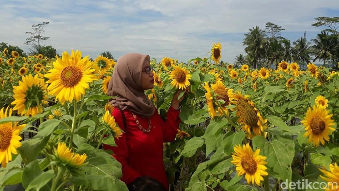 spot selfie taman bunga matahari