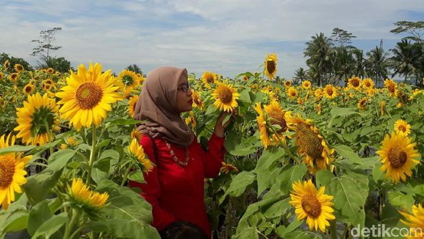 sketsa bunga: Gambar Mozaik Bunga Matahari