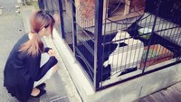 Saat di Jepang, Enako juga tak jarang buat jalan-jalan santai. Kalau foto yang satu ini diambil saat ia melihat kambing di Shibuya (enakorin/Instagram)