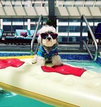 Ini Buster saat lagi santai, gemas tidak? (Instagram/@nikkopupsf)