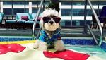 Foto: Anjing Penyambut Tamu Hotel yang Imut Banget