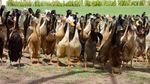Foto: Bebek-bebek Pekerja Pabrik Anggur