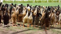Para bebek pun bekerja di pagi dan sore hari (TripAdvisor) 
