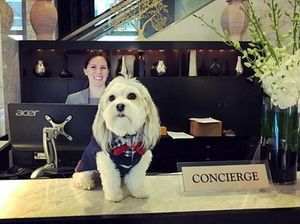 Foto: Anjing Penyambut Tamu Hotel yang Imut Banget