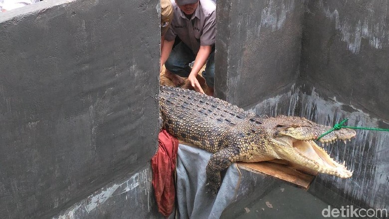 Diduga Stres, Buaya yang Ditemukan di Gorontalo Tak Mau Makan Diduga Stres, Buaya yang Ditemukan di Gorontalo Tak Mau Makan