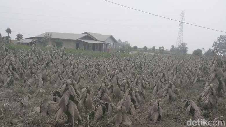 Gunung Sinabung Semburkan Abu Vulkanik 5 Km, 4 Kecamatan Terdampak Gunung Sinabung Semburkan Abu Vulkanik 5 Km, 4 Kecamatan Terdampak