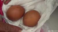 Dua telur tersebut kini telah dikeluarkan. Terakhir tadi jam sebelas siang bertelur lagi, kata Rusli.